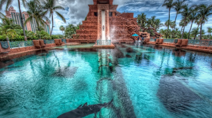 palm trees, HDR, architecture, shark, building, animals, nature