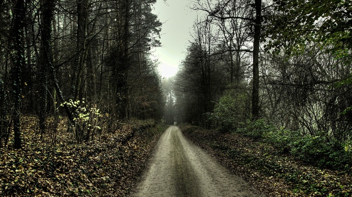 trees, dirt road, nature, path, HDR, forest