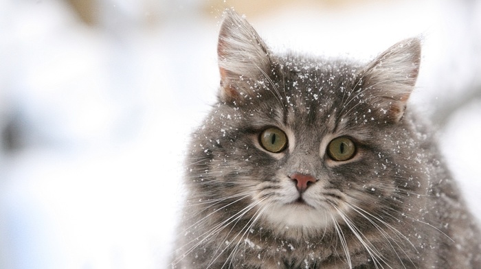 snow, animals