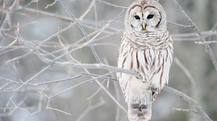 owl, animals, snow