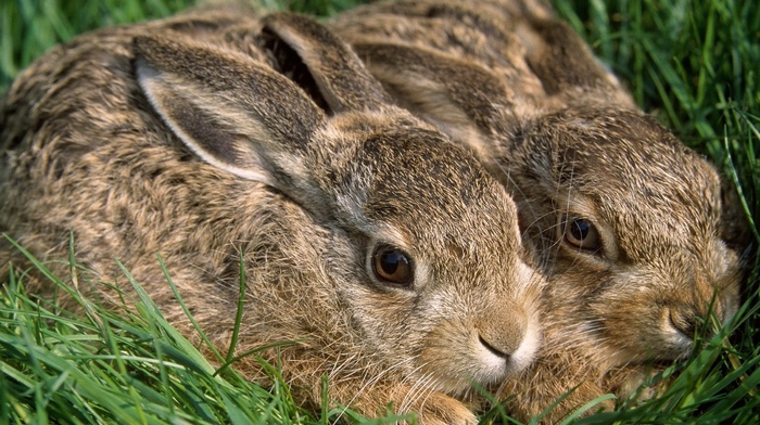 rabbits, animals, grass