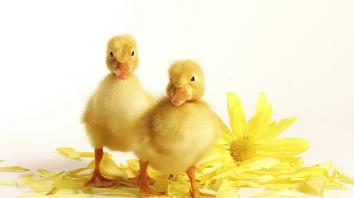 animals