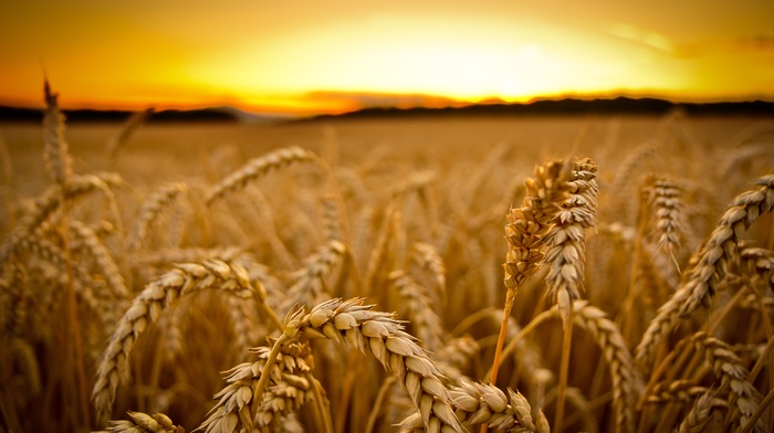 sunset, depth of field, field, macro, wheat