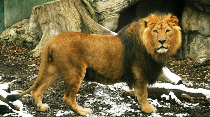 lion, animals