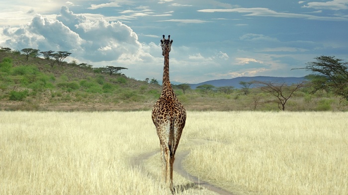 field, animals, rear view