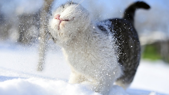 snow, animals, cat