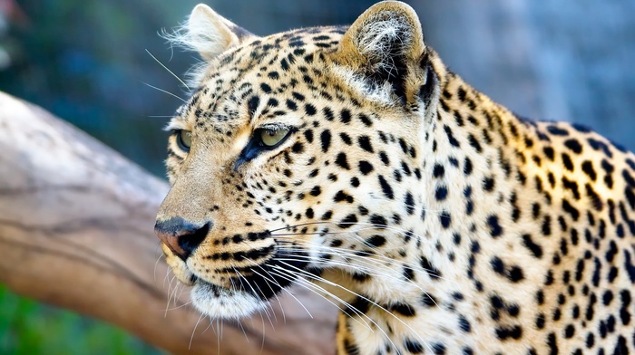 animals, leopard