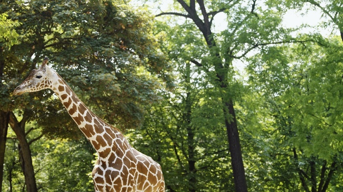 animals