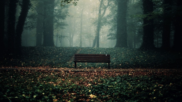 bench, leaves, trees, forest