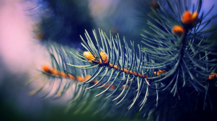 pine trees, macro, nature