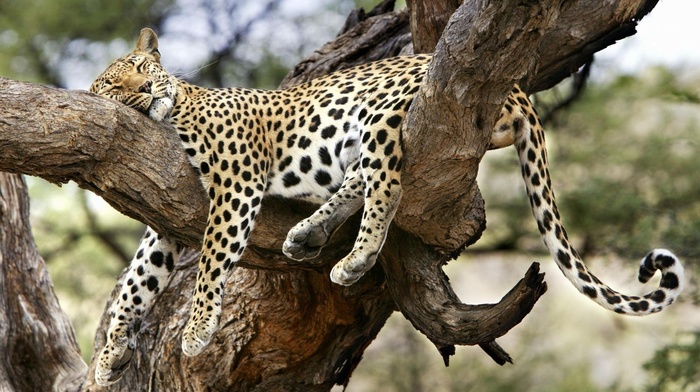 leopard, animals