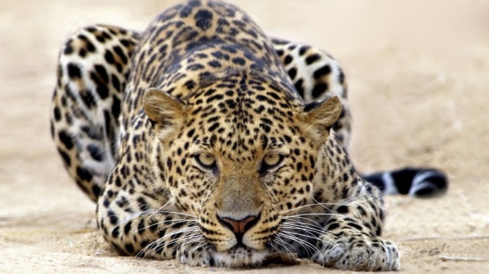 leopard, animals