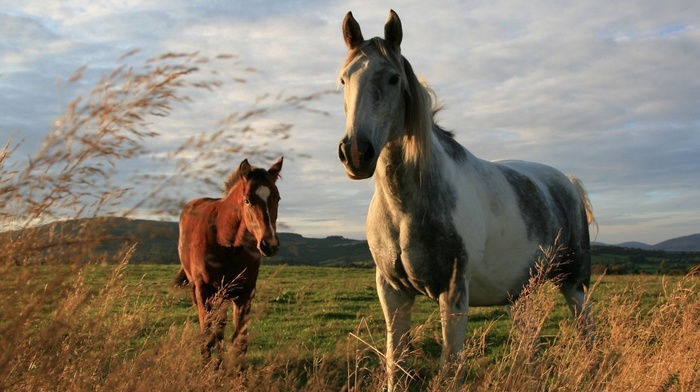 horses, field, wind, animals