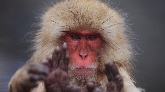 macaques, monkeys, animals