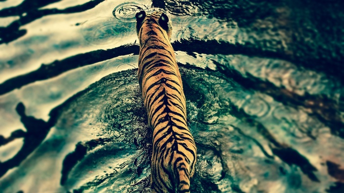 animals, tiger, water, lights