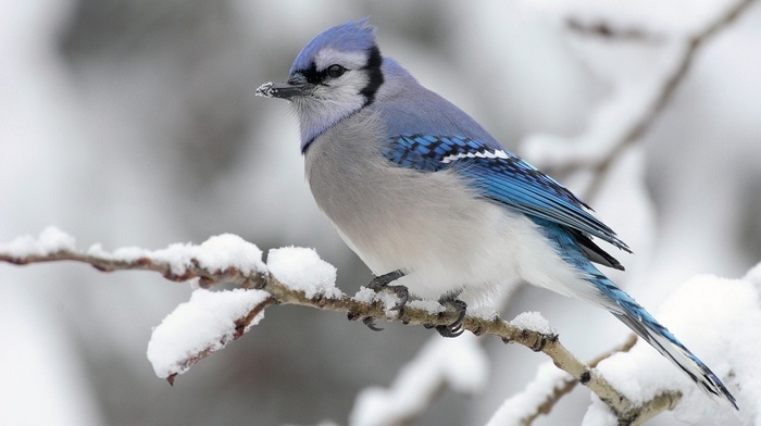 animals, winter