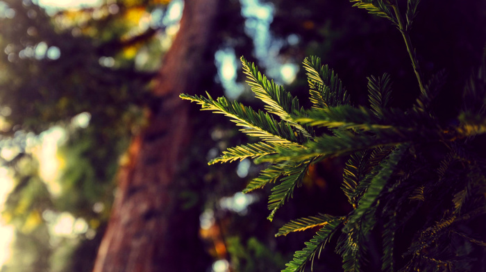 pine trees, leaves, nature, depth of field