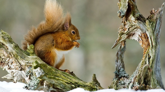 animals, snow