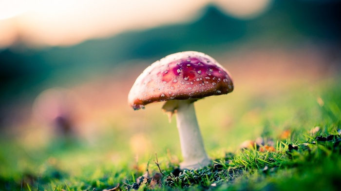 nature, mushroom