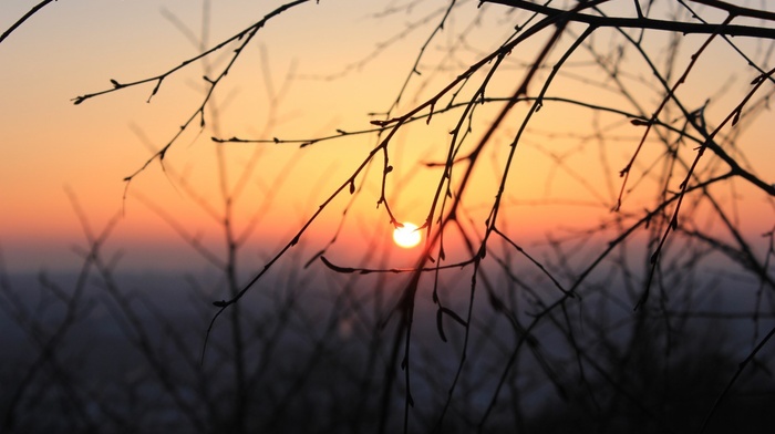 twigs, sunset, nature