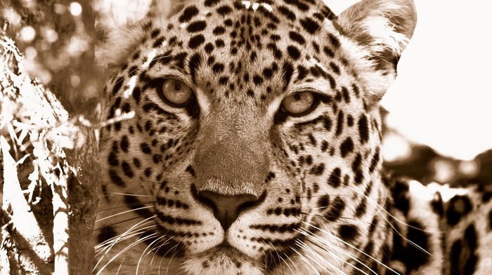 animals, leopard