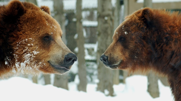 bears, animals