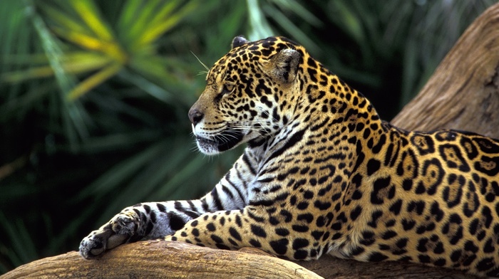 leopard, animals