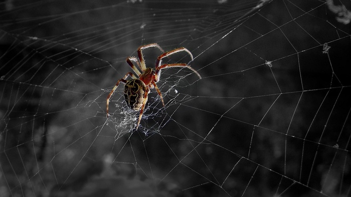 spider, nature