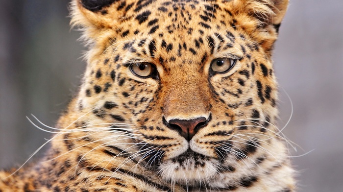 leopard, animals