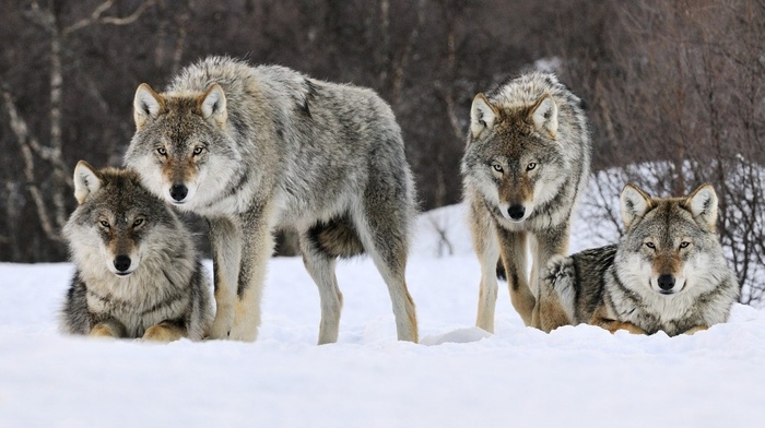 snow, animals