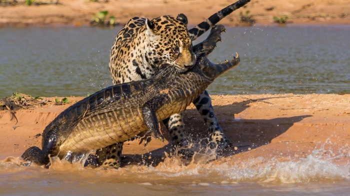 crocodiles, fighting, animals