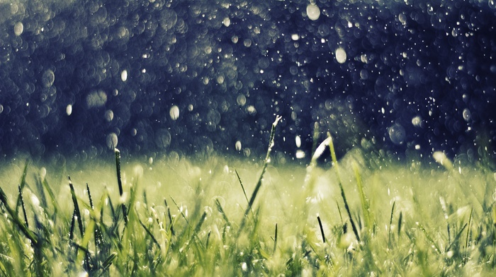 artwork, nature, rain, grass, water drops