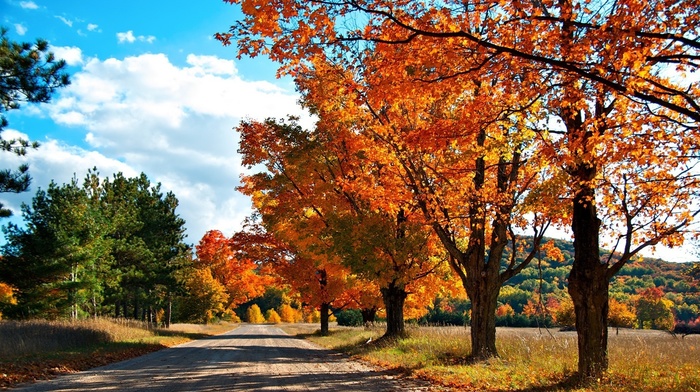 autumn, trees