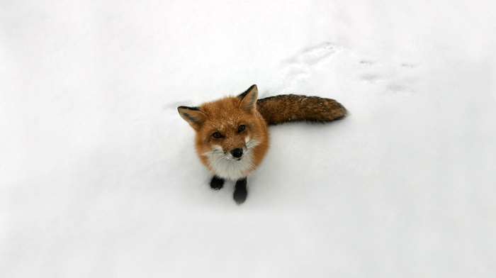 fox, snow