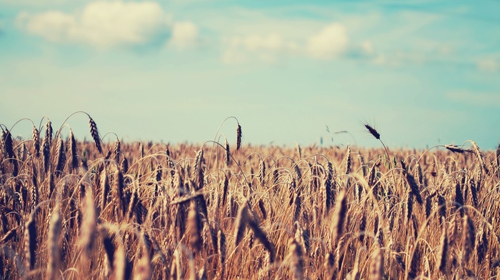 field, nature