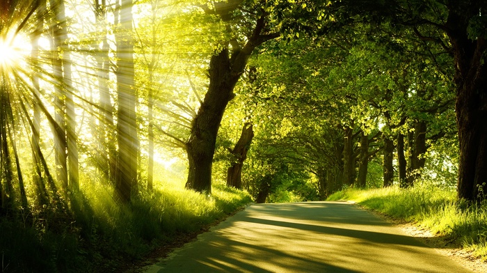 nature, road