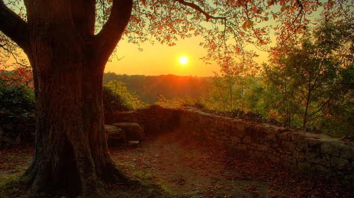 point of view, sunlight, trees