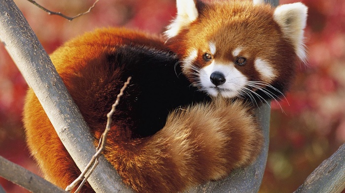 red panda, animals