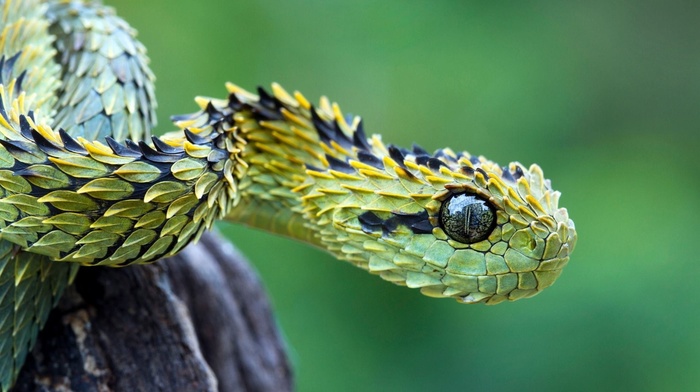 reptile, snake, vipers, nature, animals