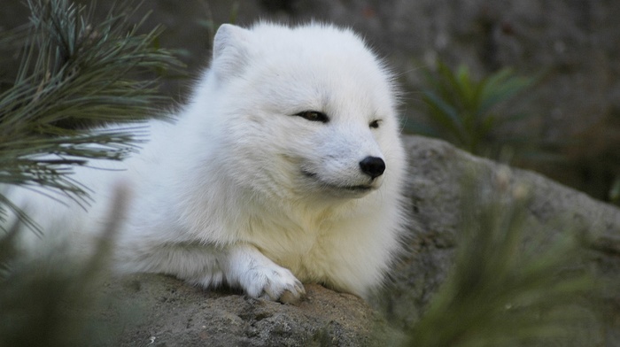 animals, arctic fox