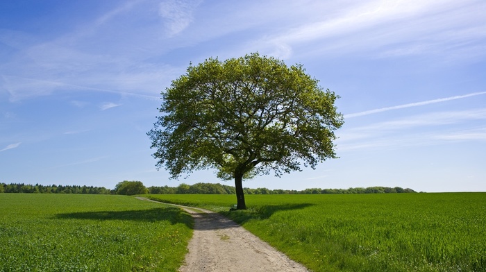 runway, nature