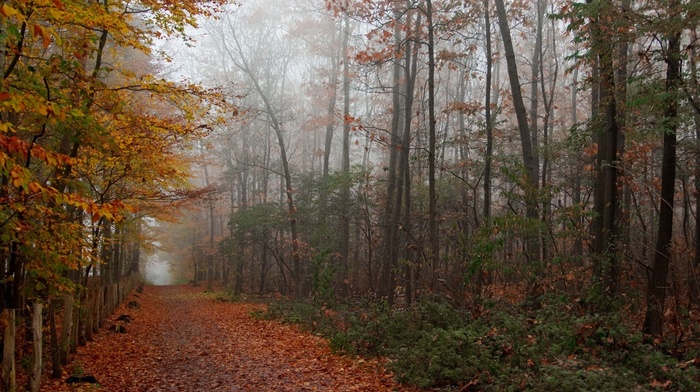 trees, autumn