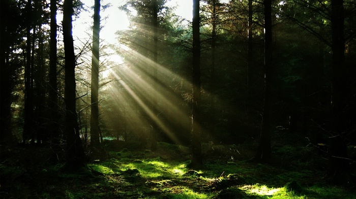 nature, sun rays