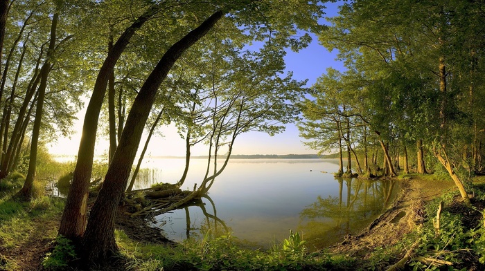 trees, nature, bay