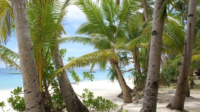 water, nature, sand, palm trees