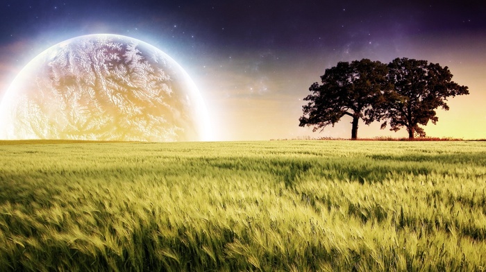 nature, night