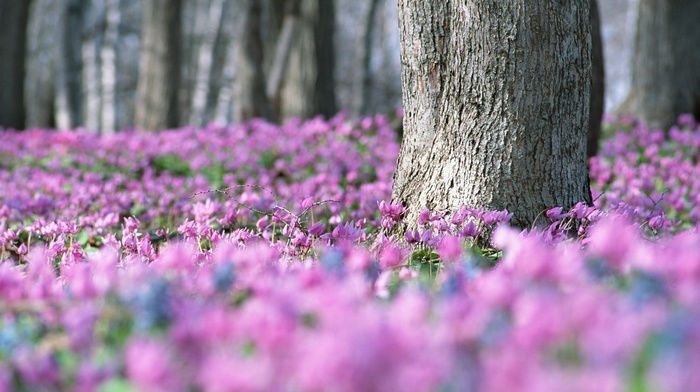 trees, spring, nature