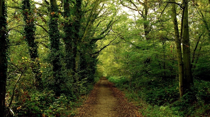 foliage, nature