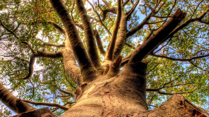 tree, nature