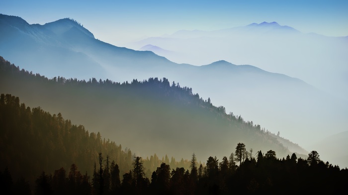 Apple Inc., forest, sky